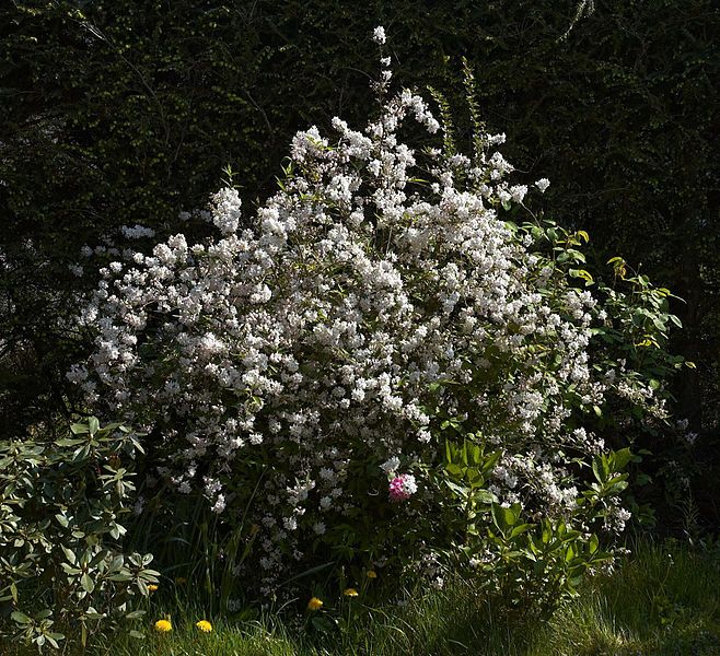 File:Deutzia gracilis C.jpg