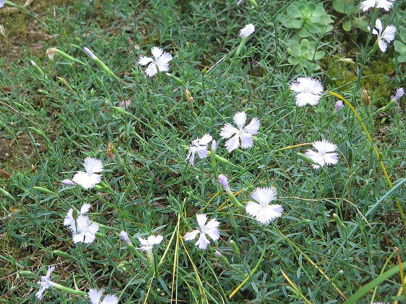 File:Dianthus gallicus clump.jpg