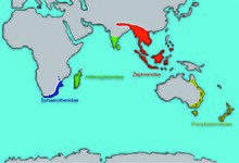 Map showing distribution of Sphaerotheriida in southern Africa, Madagascar, India, southeast Asia, Australia and New Zealand