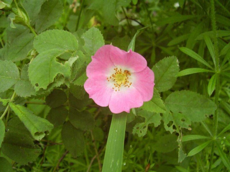 File:Dog Rose.jpg