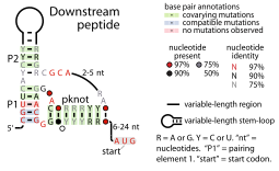 File:Downstream-peptide-RNA.svg