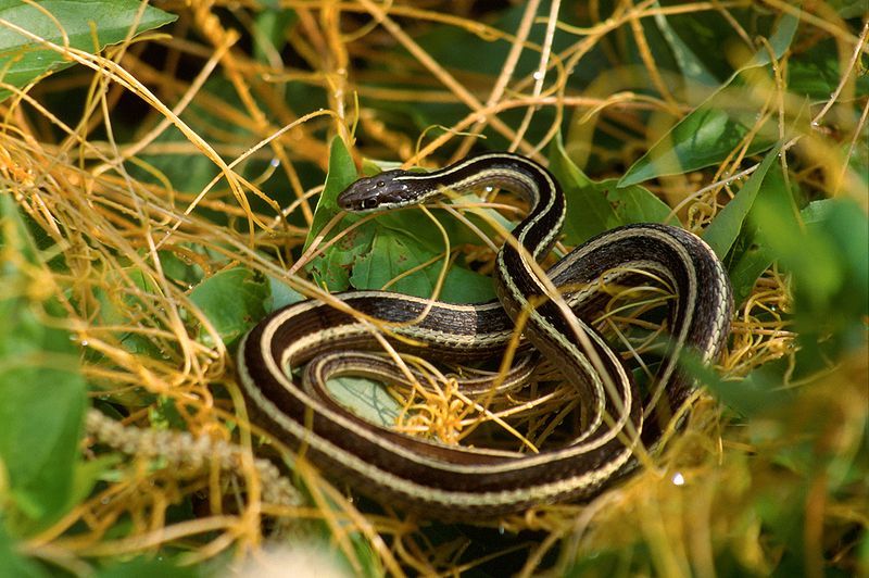 File:Eastern Ribbon Snake.jpg