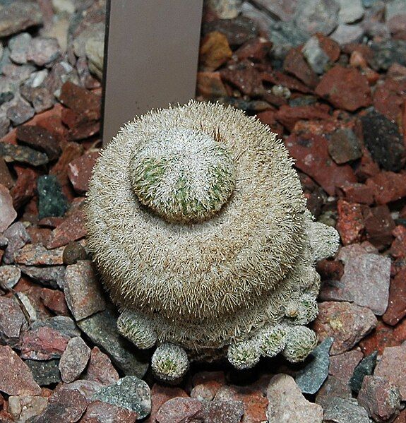 File:Epithelantha micromeris1000.jpg