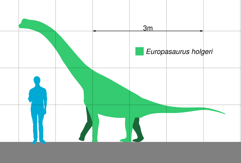 File:Europasaurus Scale.svg