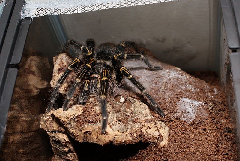 File:G-pulchripes.jpg