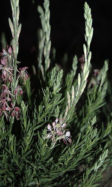 File:Gaura coccinea pink.jpg