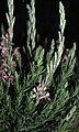 Gaura coccinea at night, Santa Cruz.