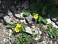 Geum montanum