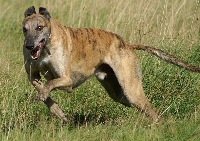 File:Greyhound running brindle.jpg