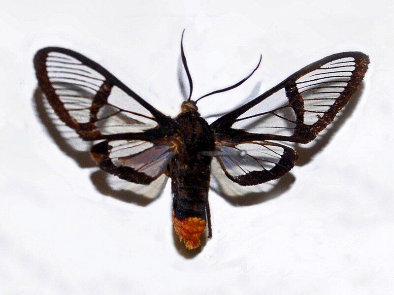 File:Homoeocera lophocera.jpg