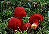 Hygrocybe coccinea