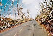 A road surrounded by downed and damaged trees