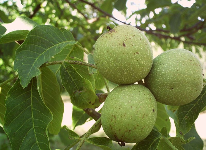 File:Juglans regia.jpg