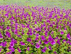 Kaas plateau, Satara(World Heritage Site)[1]