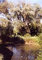 Légrády-Miszori mill, the millpond from the west, Kemendollár, 2006