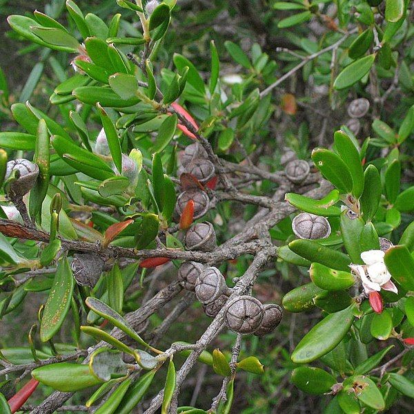 File:Leptospermum deuense fruit.jpg