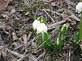 Leucojum vernum 'Podpolozje'