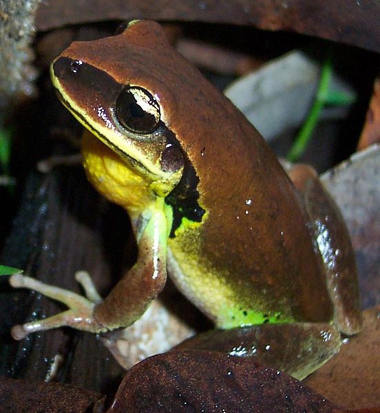 File:Litoria brevipalmata.JPG