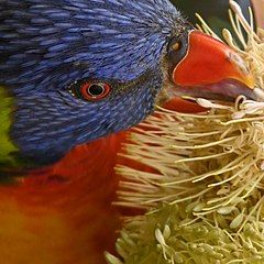 Drinking Banksia nectar