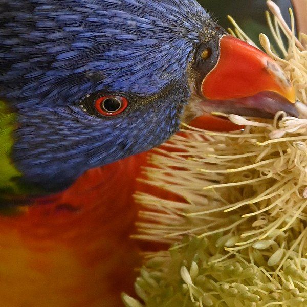 File:Lorikeet closeup.jpg