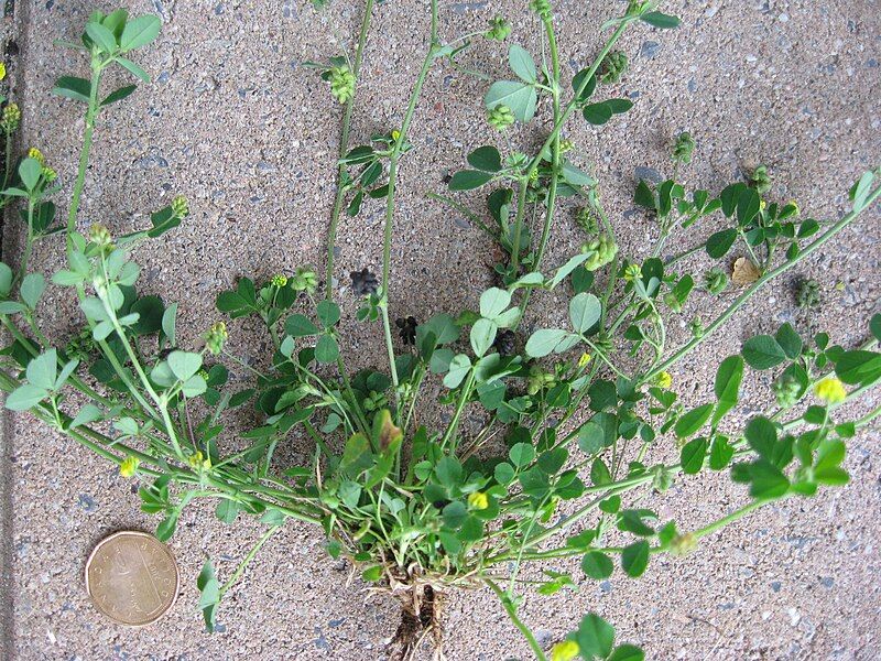 File:Medicago lupulina.jpg