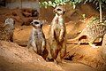 Two meerkats at the Ramat Gan's Safari