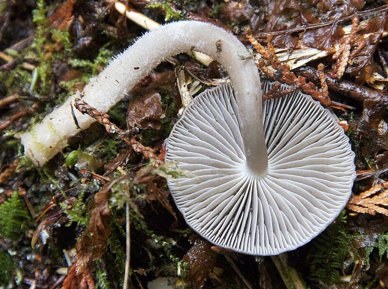 File:Mycena overholtsii 10836.jpg