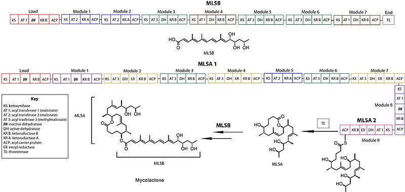 File:Mycolactone3.jpg