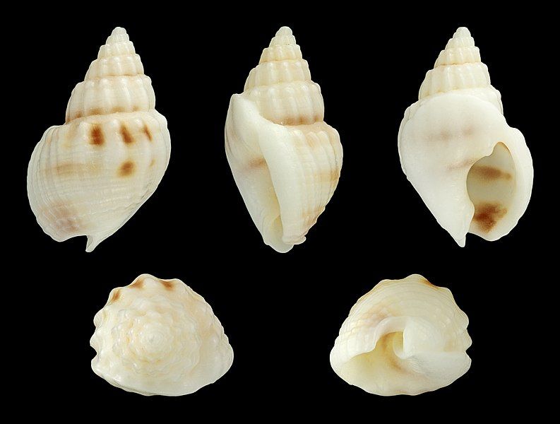 File:Nassarius fissilabris 01.JPG