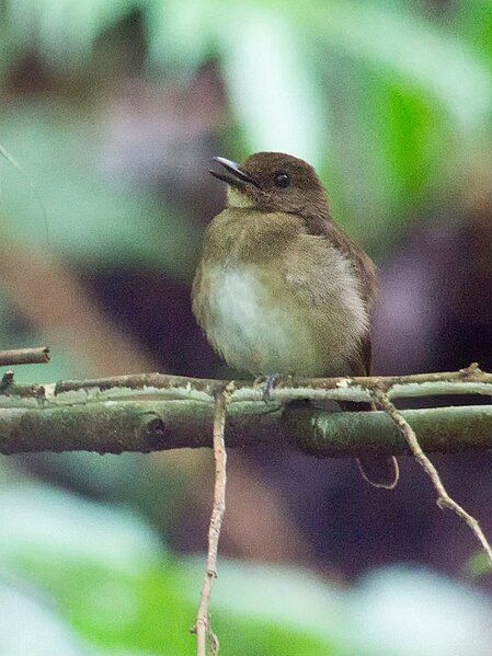 File:Negros Jungle Flycatcher.jpg