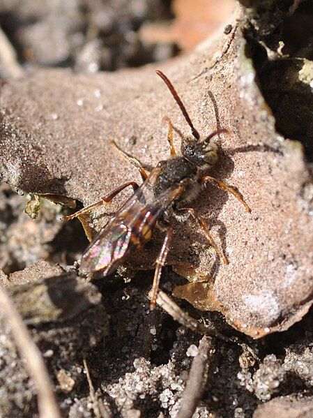 File:Nomada flavoguttata 1.jpg