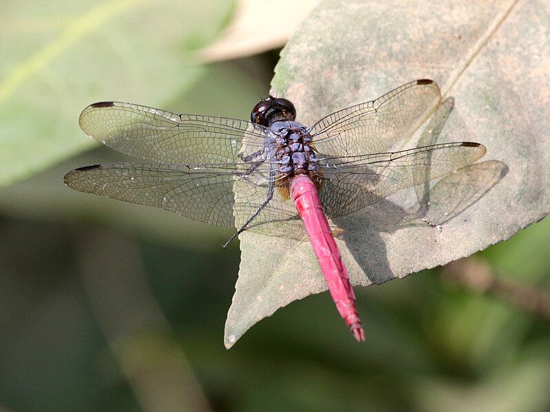 File:Orthetrum migratum 3511.jpg