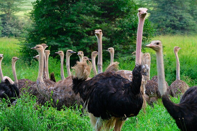 File:Ostrich group nairobi.jpg