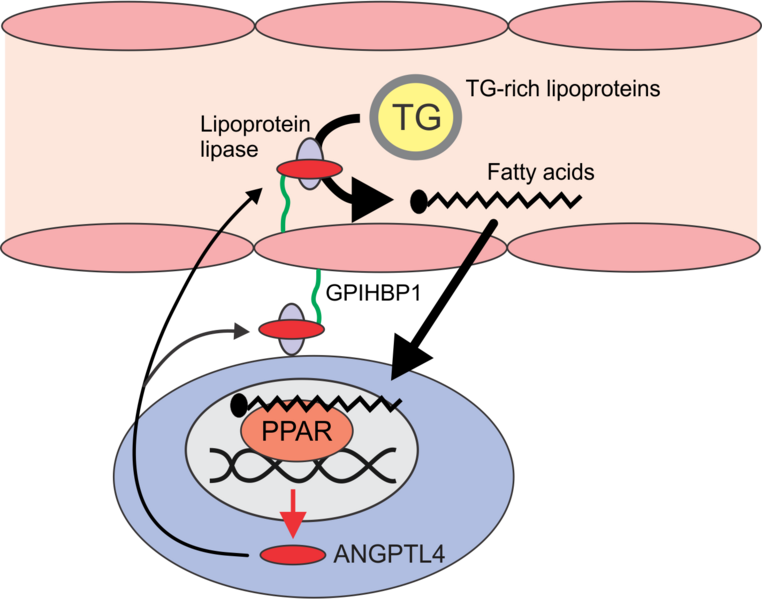 File:Overview ANGPTL4.png