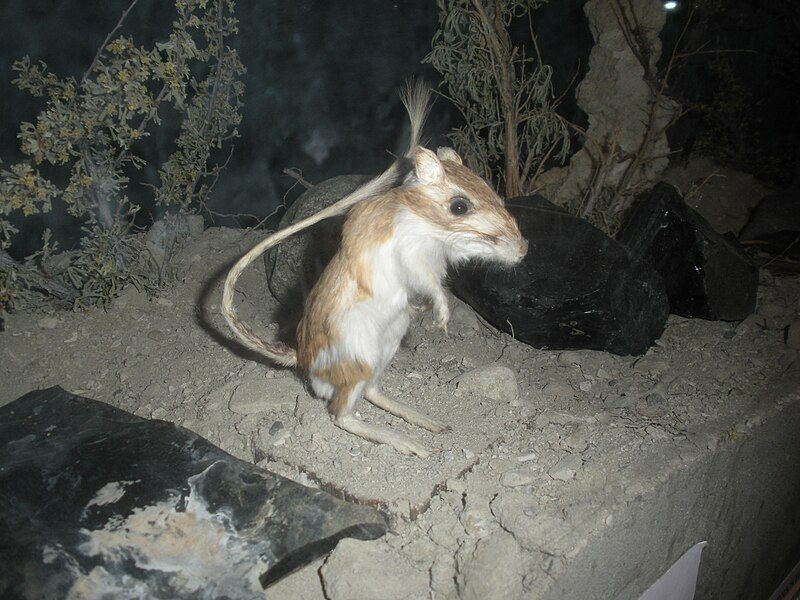 File:Panamint kangaroo rat.jpg