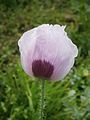 Papaver somniferum flower side-view