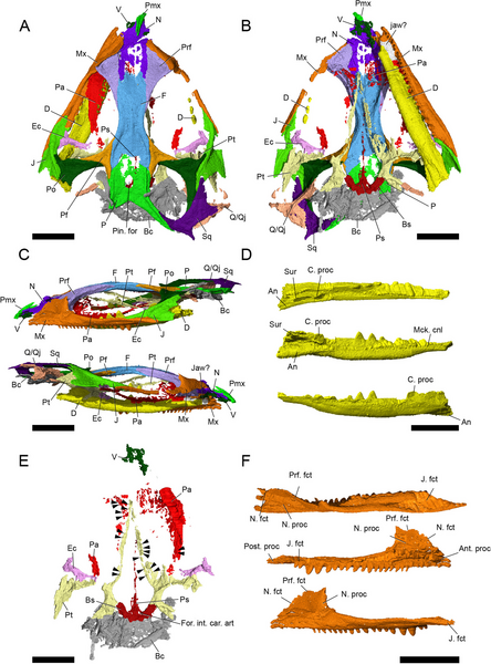 File:Parvosaurus.png