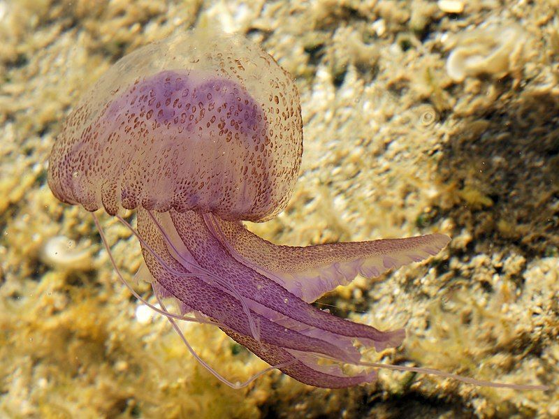 File:Pelagia noctiluca (Sardinia).jpg