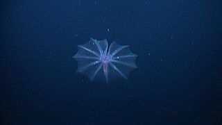 The only true pelagic echinoderm known to date : Pelagothuria natatrix (here close to the Galapagos).