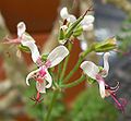 Pelargonium carnosum