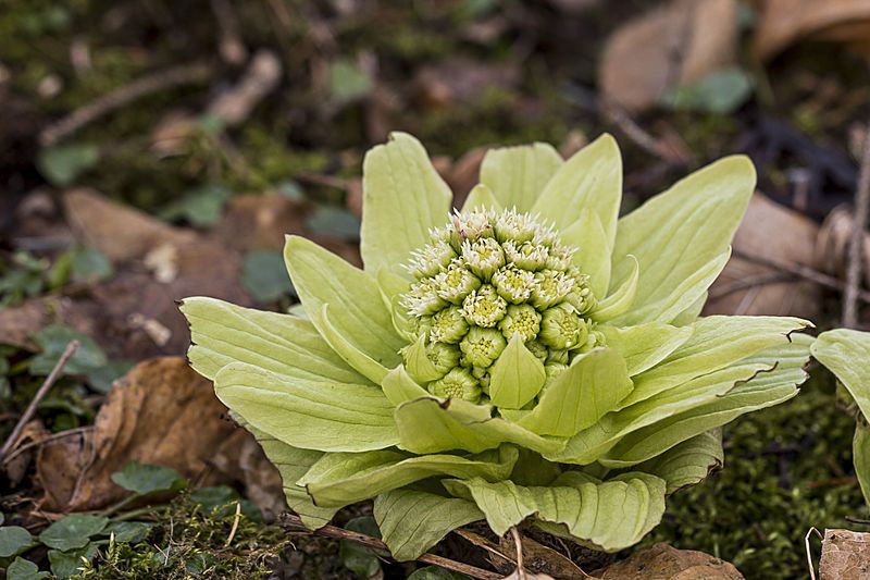 File:Petasites japonicus.jpg