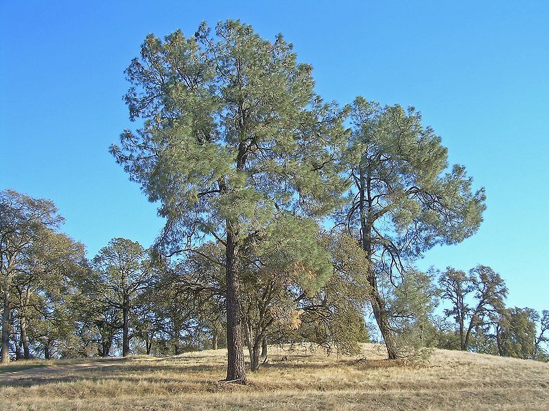 File:Pinus sabiniana SacramentoValley.jpg