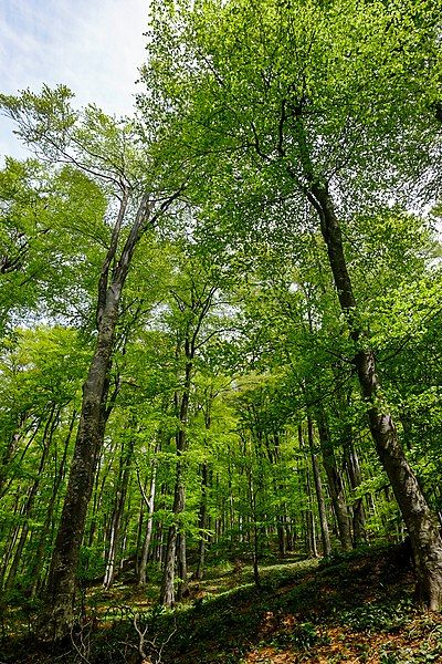 File:Planina Ostrozub 07.jpg