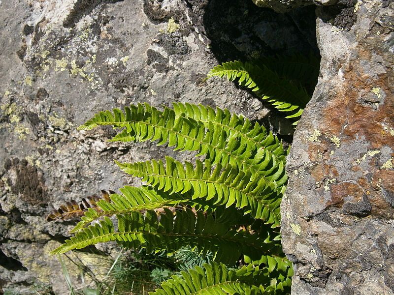 File:Polystichum lonchitis 001.jpg