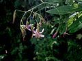 Prenanthes purpurea