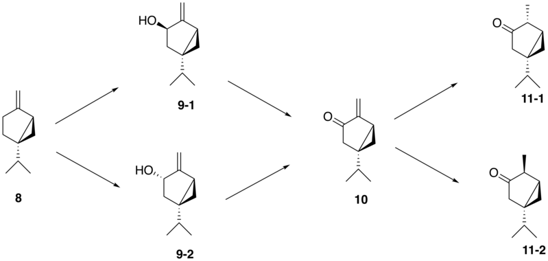 File:Proposed-synthesis-of-thujone-from-sabinene.png