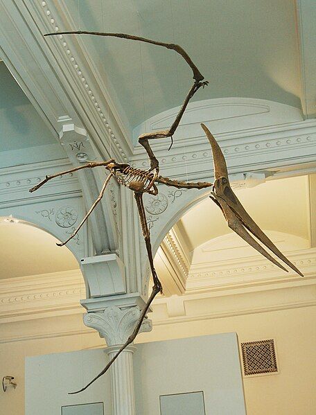 File:Pteranodon amnh martyniuk.jpg