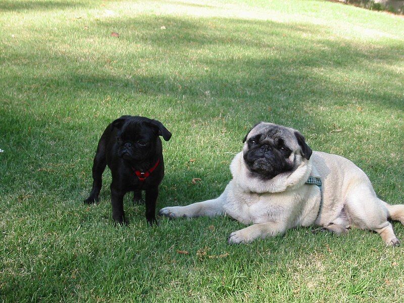 File:Pugs.JPG