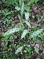 Pulmonaria sp. leaf