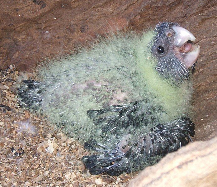 File:RedTailBlackCockatoo4weeks.jpg